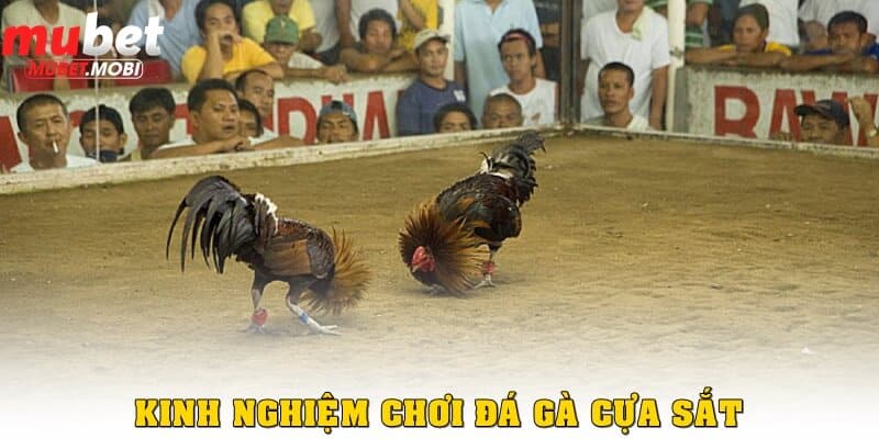 Kinh nghiệm đá gà cựa sắt là quan sát hình dáng