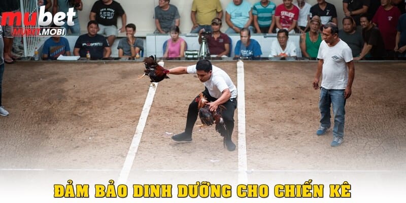 Dinh dưỡng hợp lý giúp chiến kê làm chủ cuộc chơi