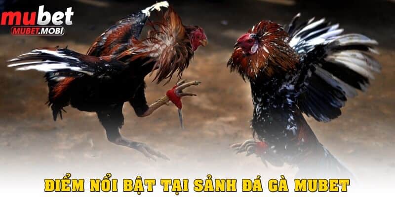 Những điểm nổi bật tại sảnh đá gà Mubet