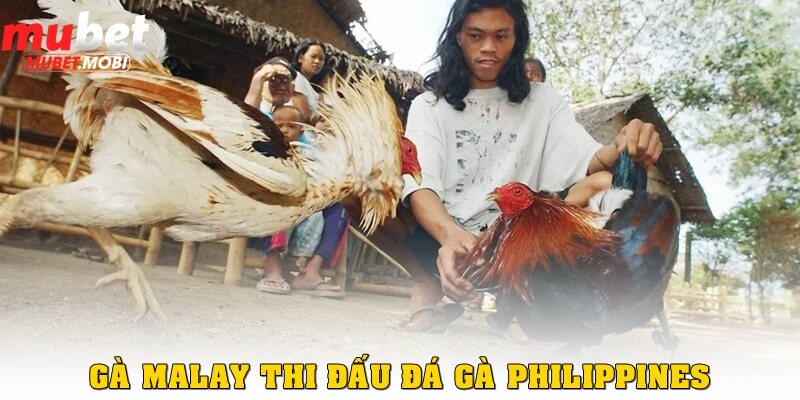 Đá gà Philippines – Trận chiến kịch tính trong cá cược 2 Gà Malay tại đấu trường đá gà Philippines