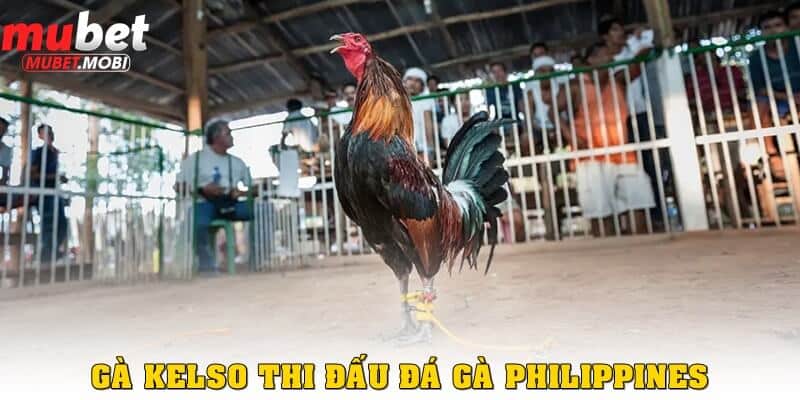 Đá gà Philippines – Trận chiến kịch tính trong cá cược 3 Gà Kelso tại đấu trường đá gà Philippines