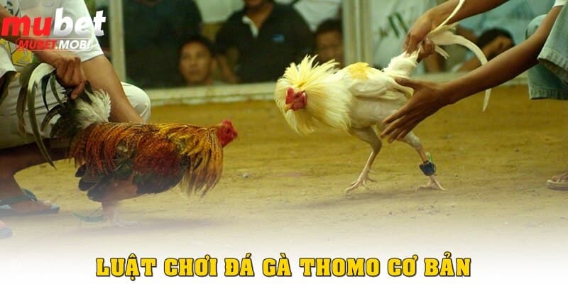 Đá gà Thomo tại nhà cái Mubet có ưu điểm như thế nào? 2 Cập nhật luật chơi Đá gà Thomo Mubet cơ bản