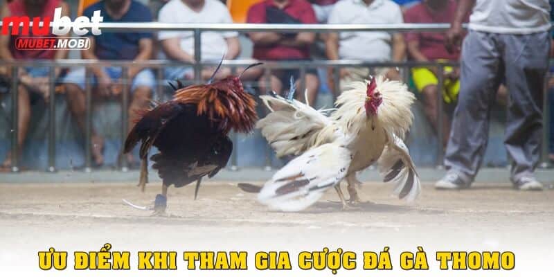 Đá gà Thomo tại nhà cái Mubet có ưu điểm như thế nào? 3 Ưu điểm vượt trội khi tham gia Đá gà Thomo Mubet