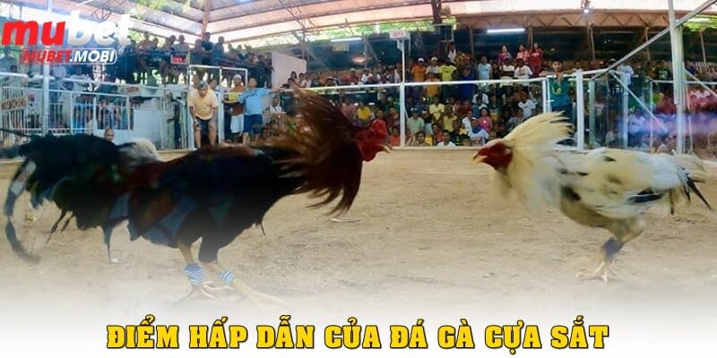 Đá gà cựa sắt rất lôi cuốn